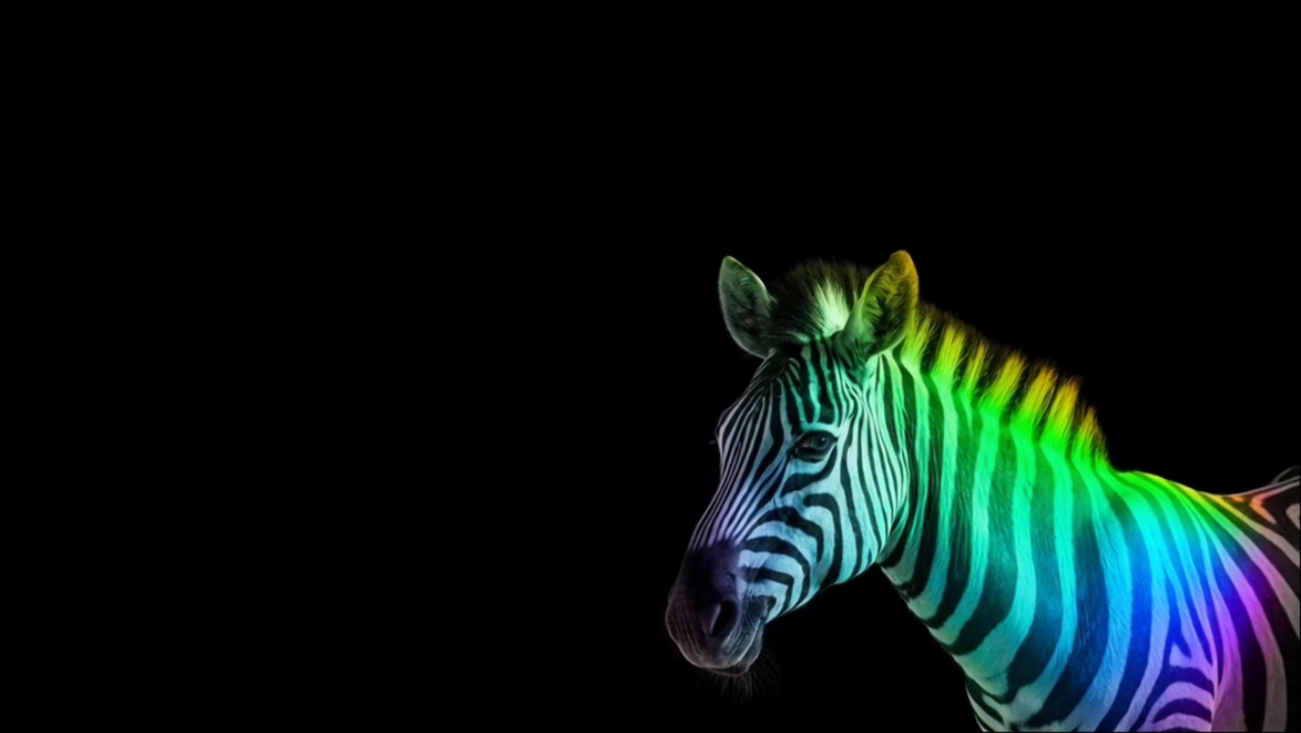 Rainbow-lit zebra emerging from darkness — symbol of rare disease awareness and hope