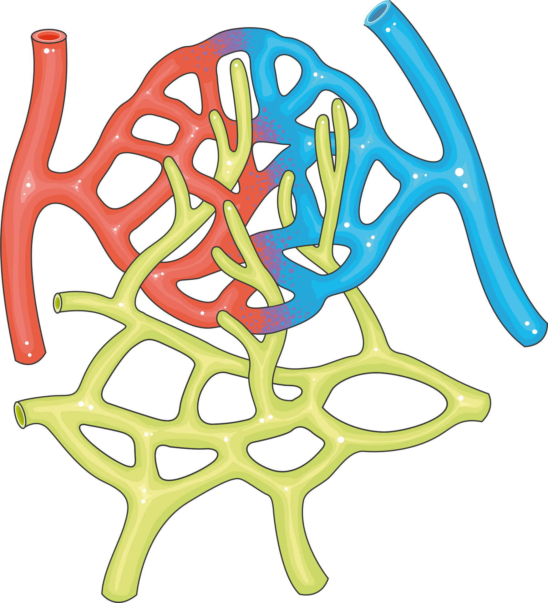 Illustration of capillary network — VEGF causes these vessels to become abnormally permeable, leaking fluid into surrounding tissue