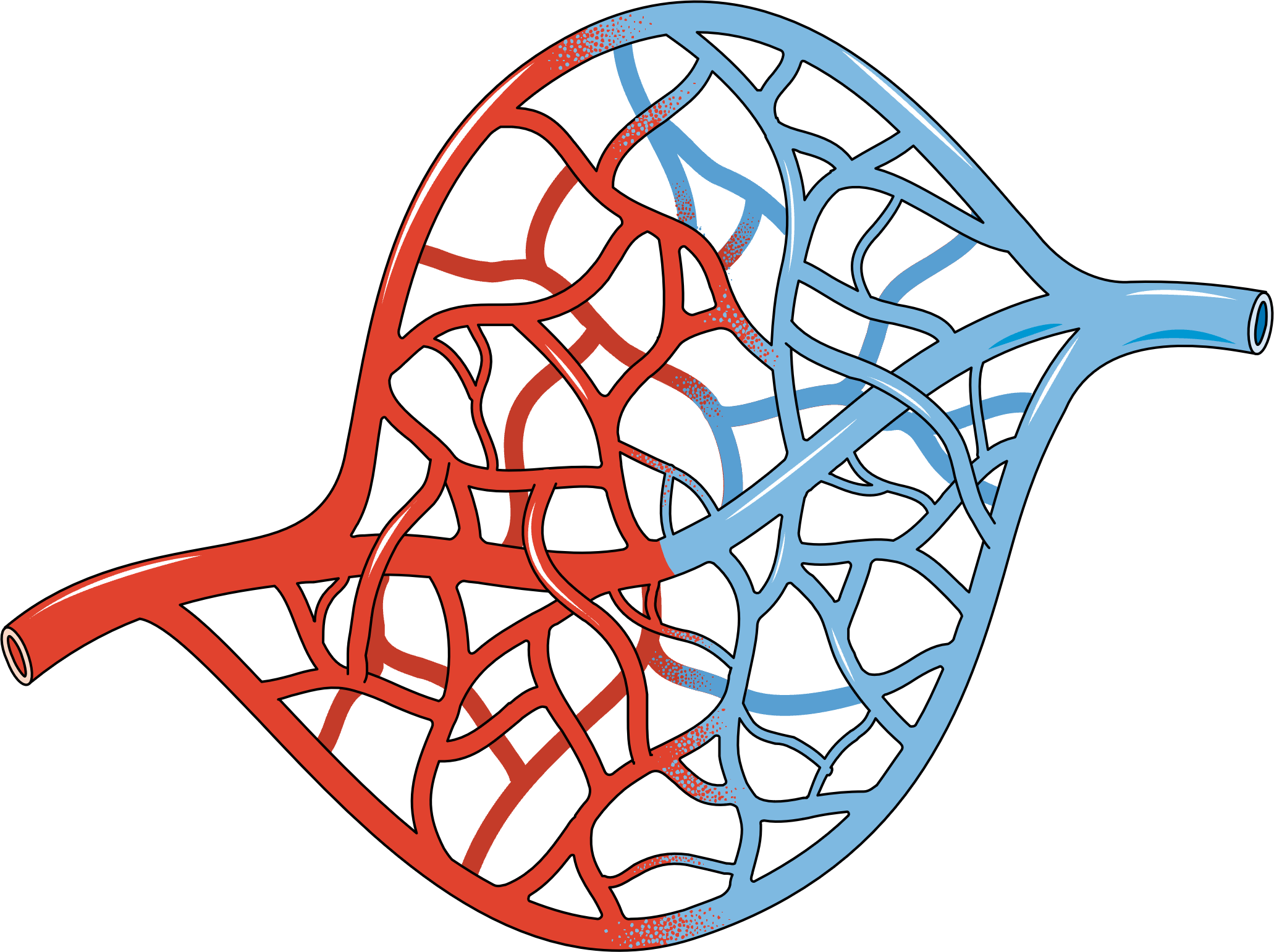Capillary cross-section illustration showing the thin endothelial wall that VEGF disrupts, causing fluid and protein leakage