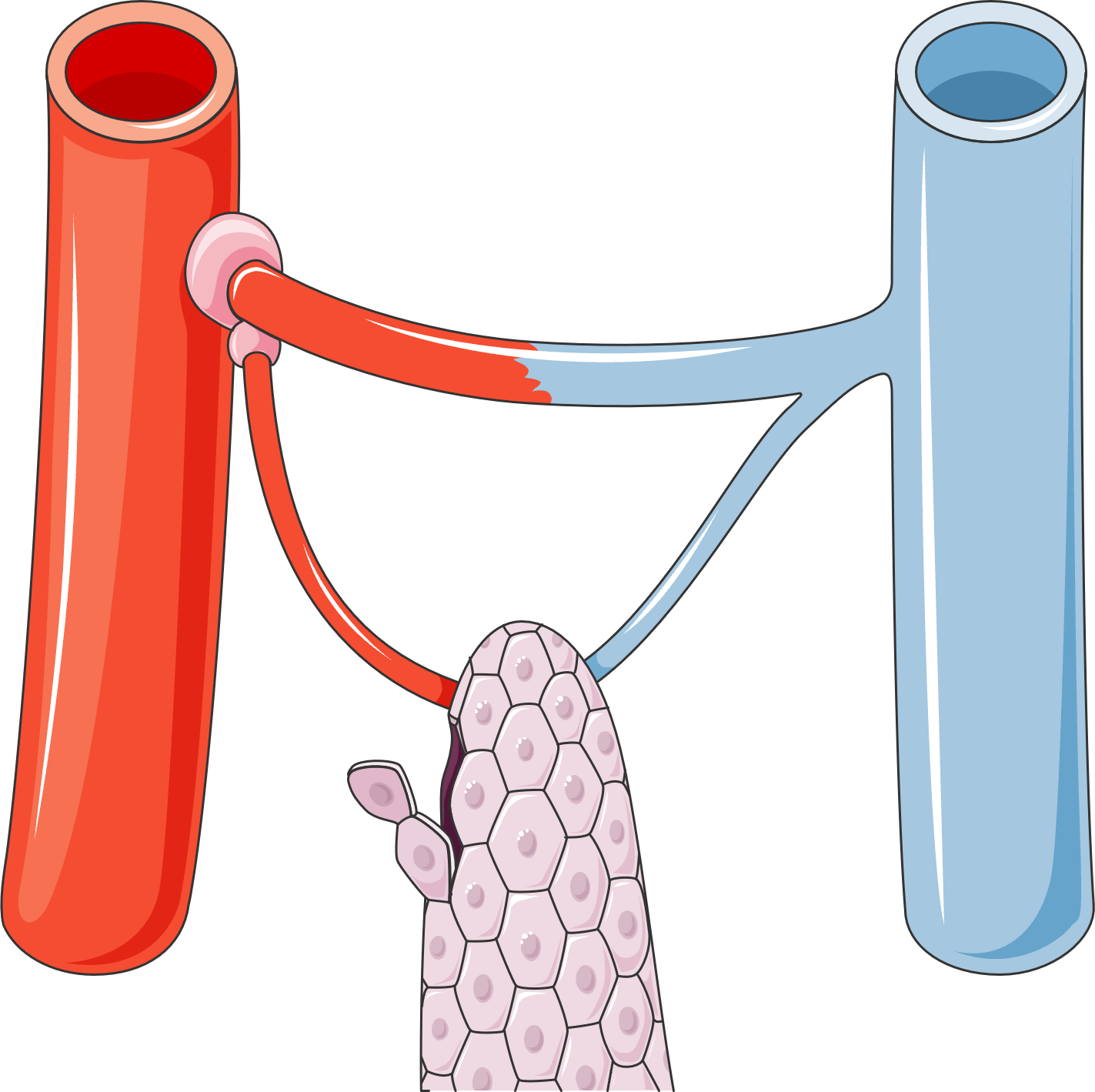 Illustration of capillary compartment showing endothelial cells and vascular permeability — the mechanism of VEGF-driven leakage in POEMS