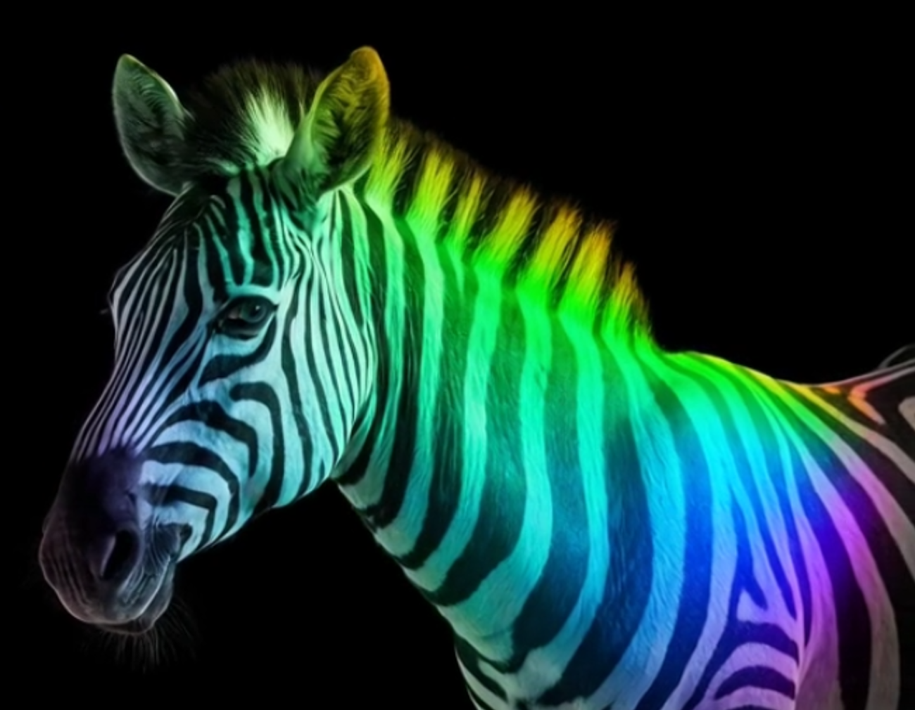 A striking digital artwork of a zebra shown in profile from the head to upper shoulder, illuminated in vibrant neon colors against a solid black void. The animal's stripes pulse with rainbow gradients—starting from deep blue and cyan near the eye, flowing into bright green, yellow, orange, and magenta across the neck and mane. The mane itself glows in electric lime and yellow tones, giving a fiery, windswept appearance. The overall effect is surreal and high-contrast, evoking a glowing ultraviolet or cyberpunk zebra under blacklight.