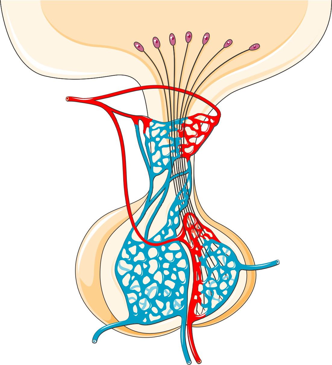 Illustration of the pituitary gland — hypogonadism driven by pituitary disruption is the most common endocrinopathy in POEMS