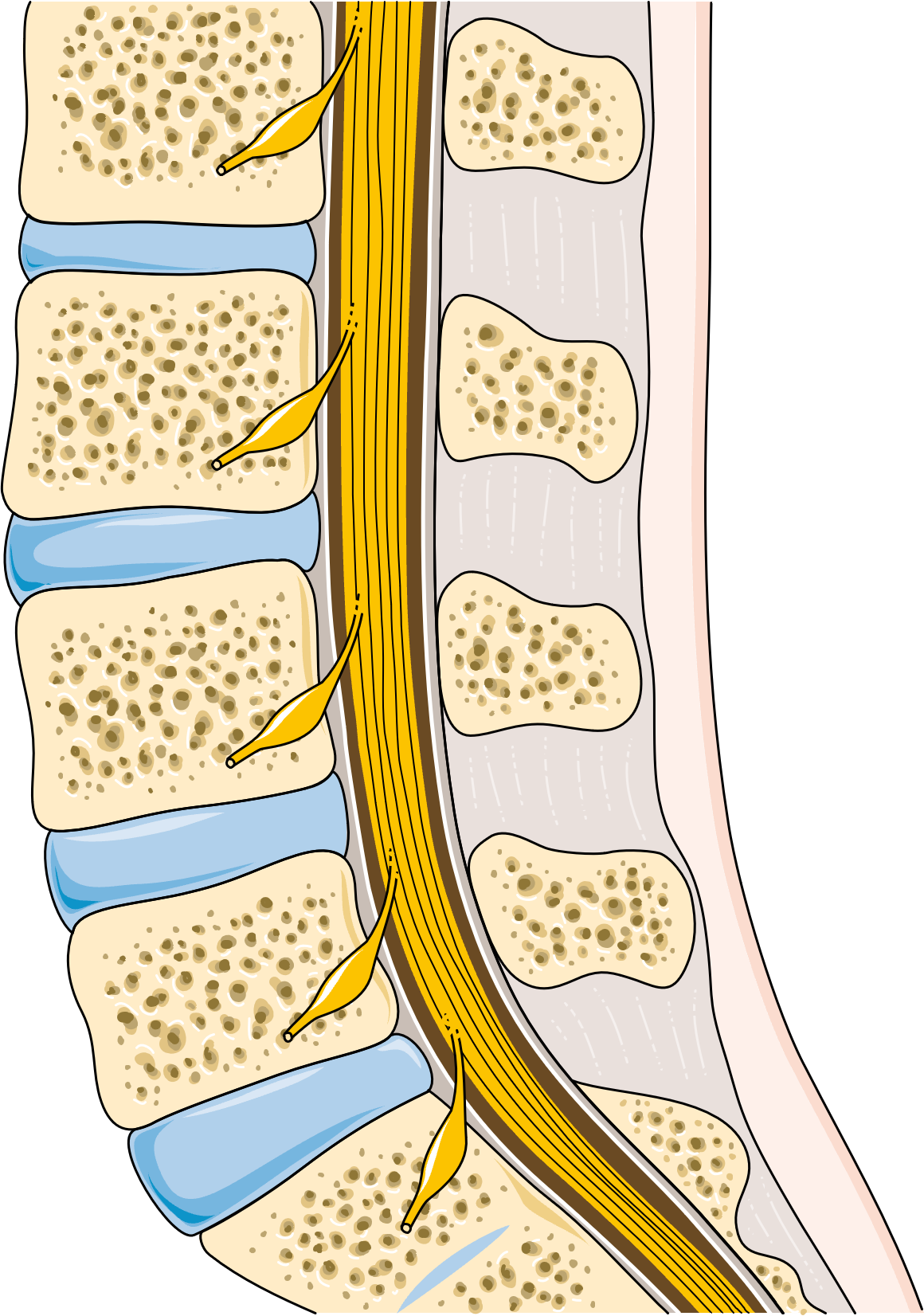 Illustration of vertebrae — the spine is a common site for sclerotic bone lesions in POEMS syndrome